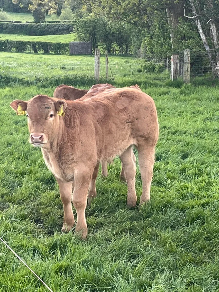 Limousin cow and calf - Image 3