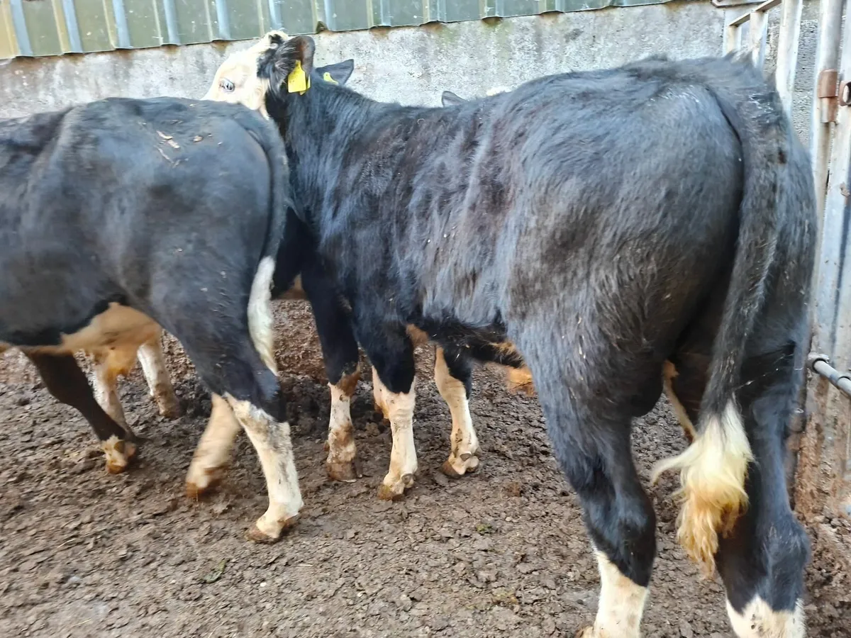Hereford  and  Friesan Bulls - Image 1