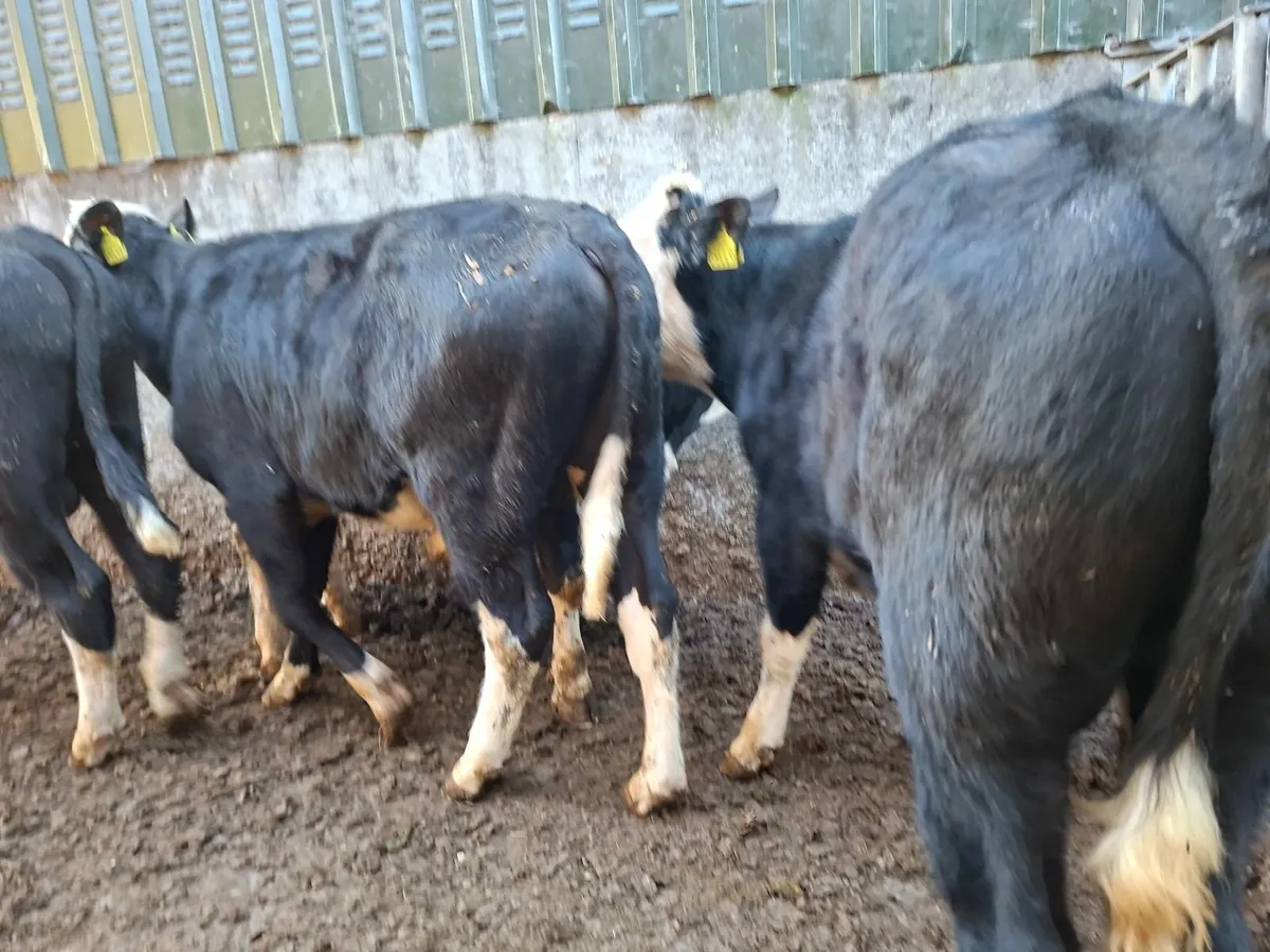 Hereford  and  Friesan Bulls - Image 2