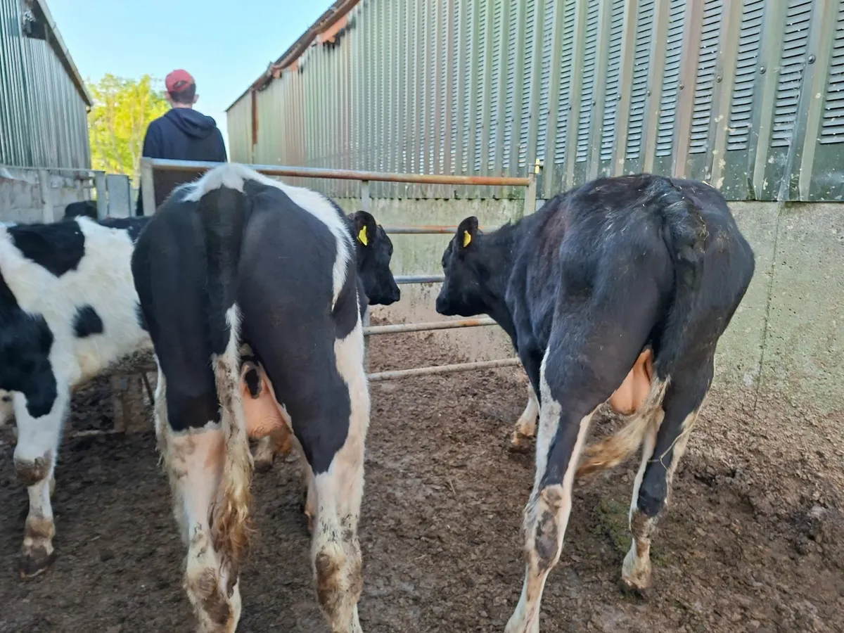 Hereford  and  Friesan Bulls - Image 3