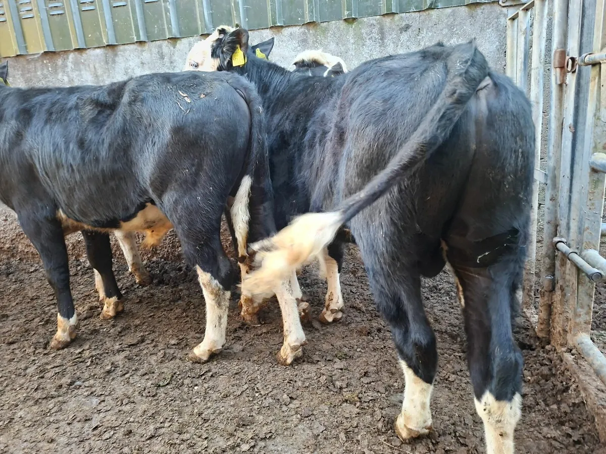 Hereford  and  Friesan Bulls - Image 4