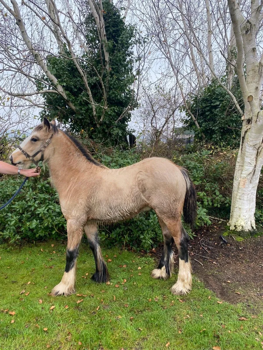 Tyson !! Dun colt yearling - Image 1