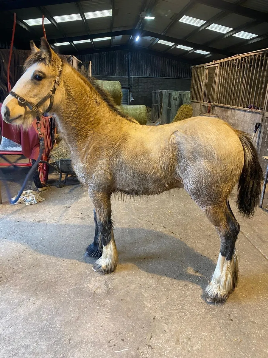 Tyson !! Dun colt yearling - Image 3
