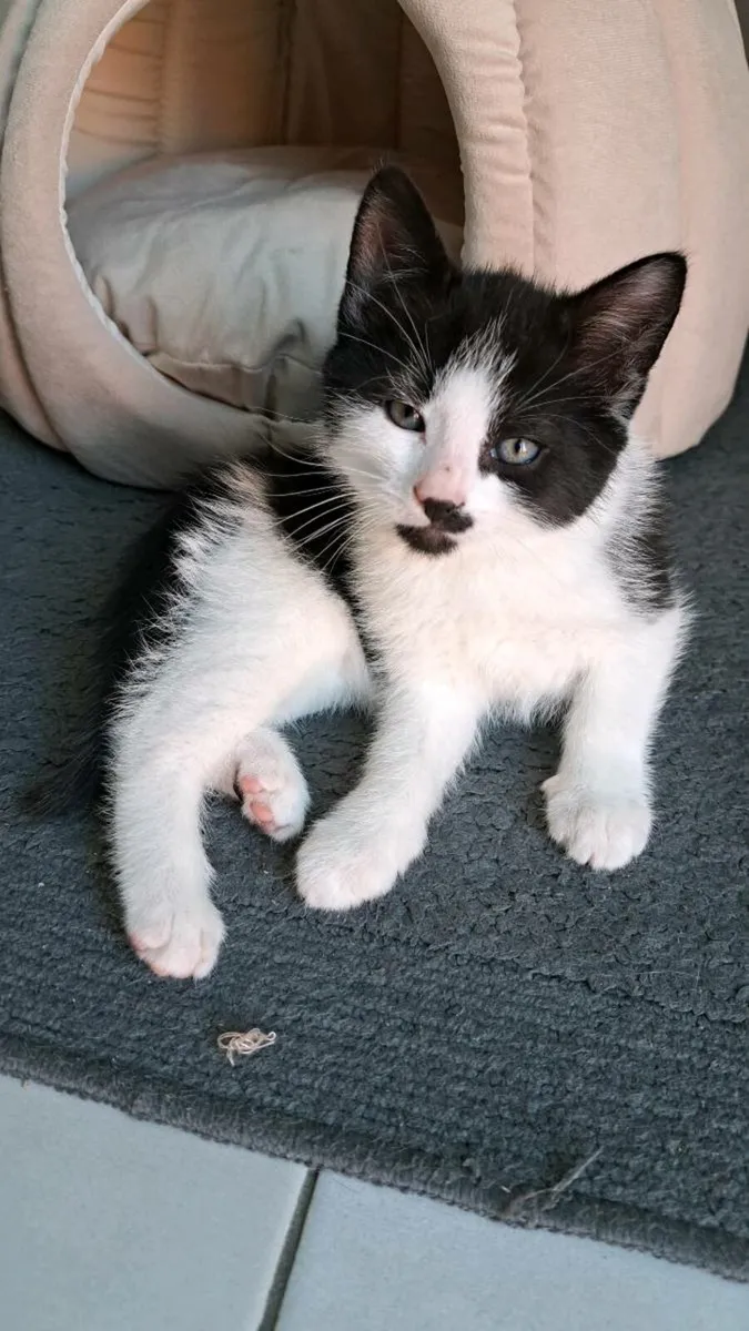Kittens - Image 1