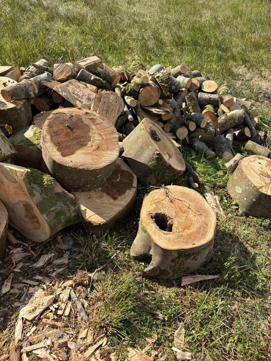 Ash /Beech Timber - Image 3