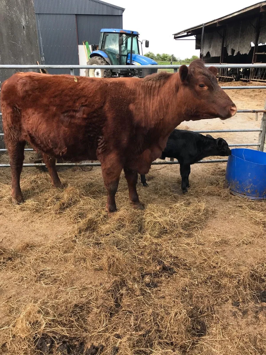 Beef cattle - Image 1