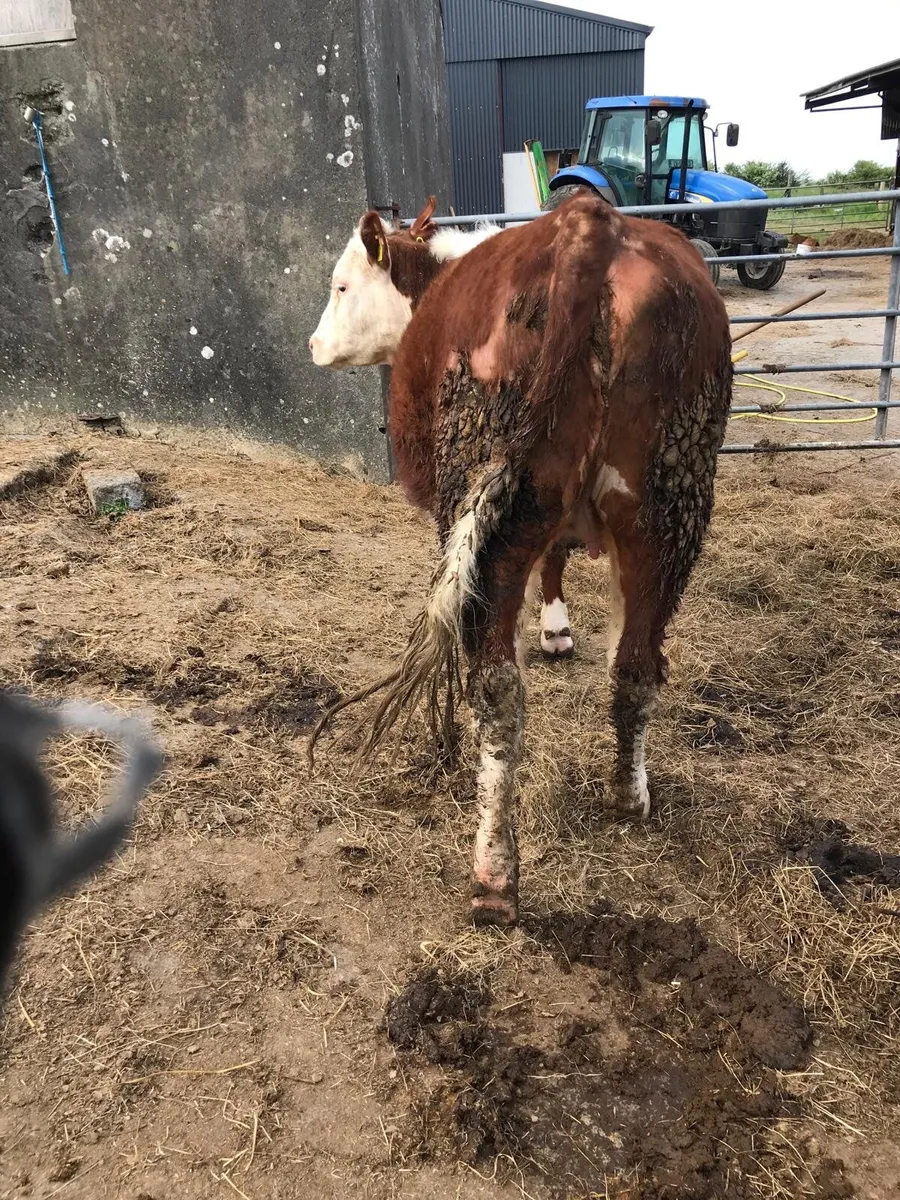 Beef cattle - Image 3