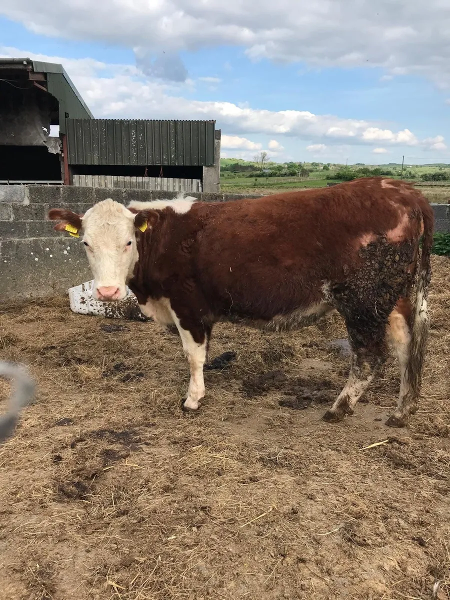 Beef cattle - Image 4