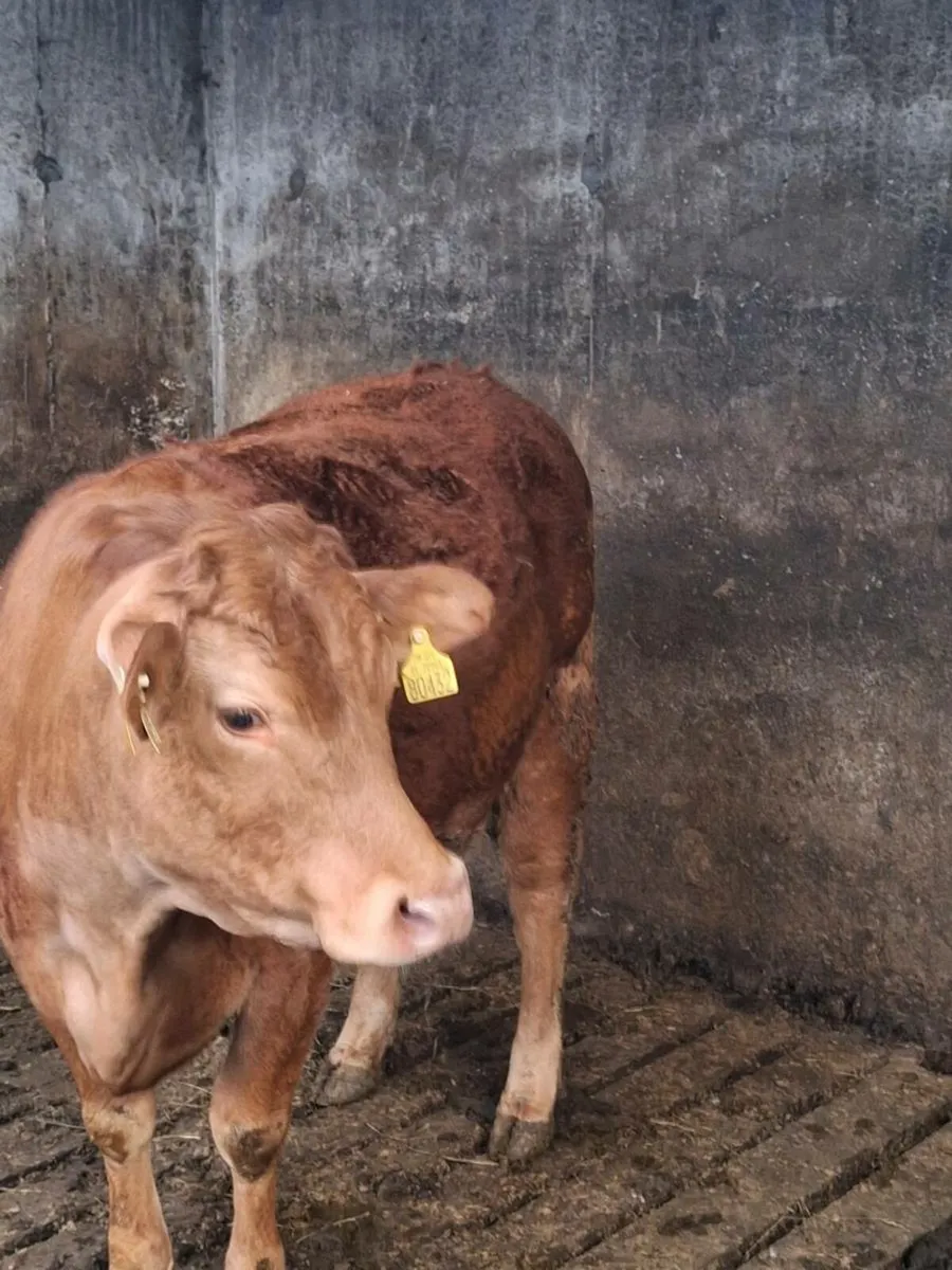 2yr old Breeding  hefier - Image 3