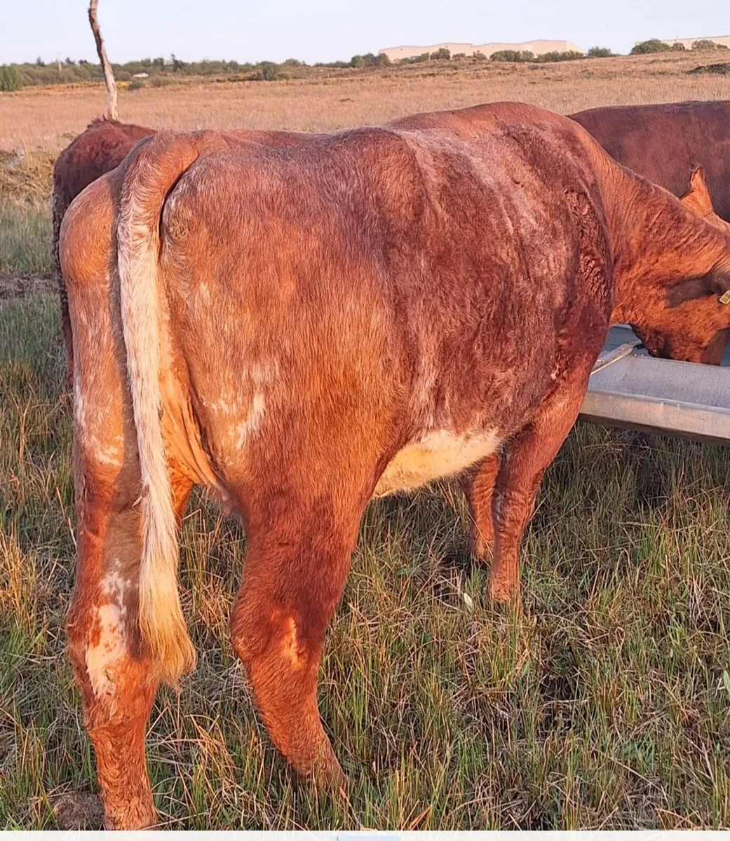 2yr old Breeding  hefier - Image 4