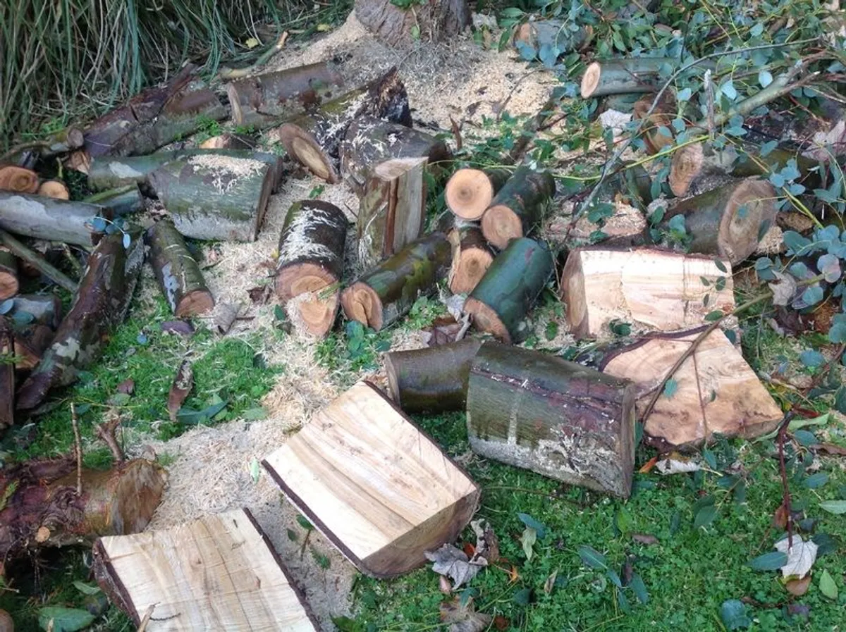 Fire wood. - Image 2