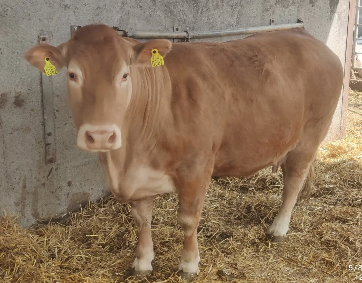 Limousin Cows - Image 2