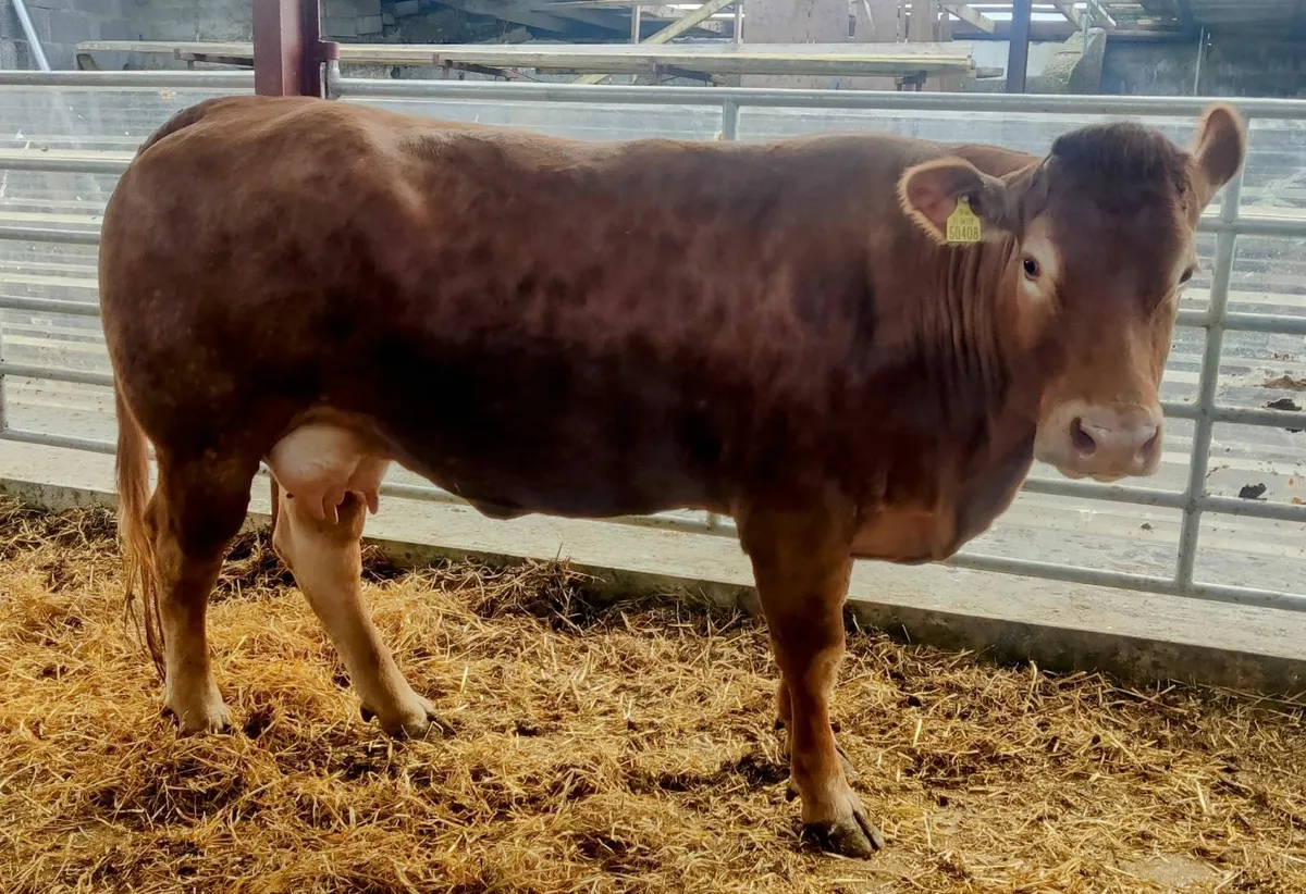 Limousin Cows - Image 3