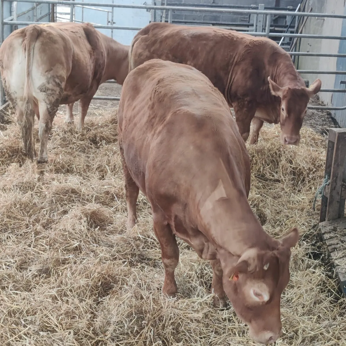 Limousin Cows - Image 4
