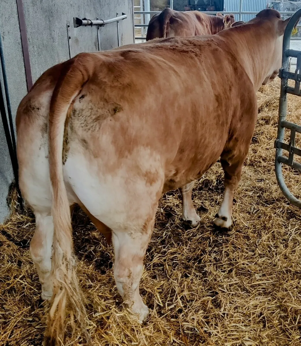 Limousin Cows - Image 1