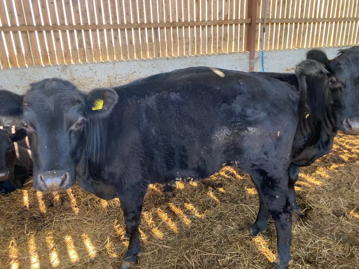 Dexter cows - Image 1