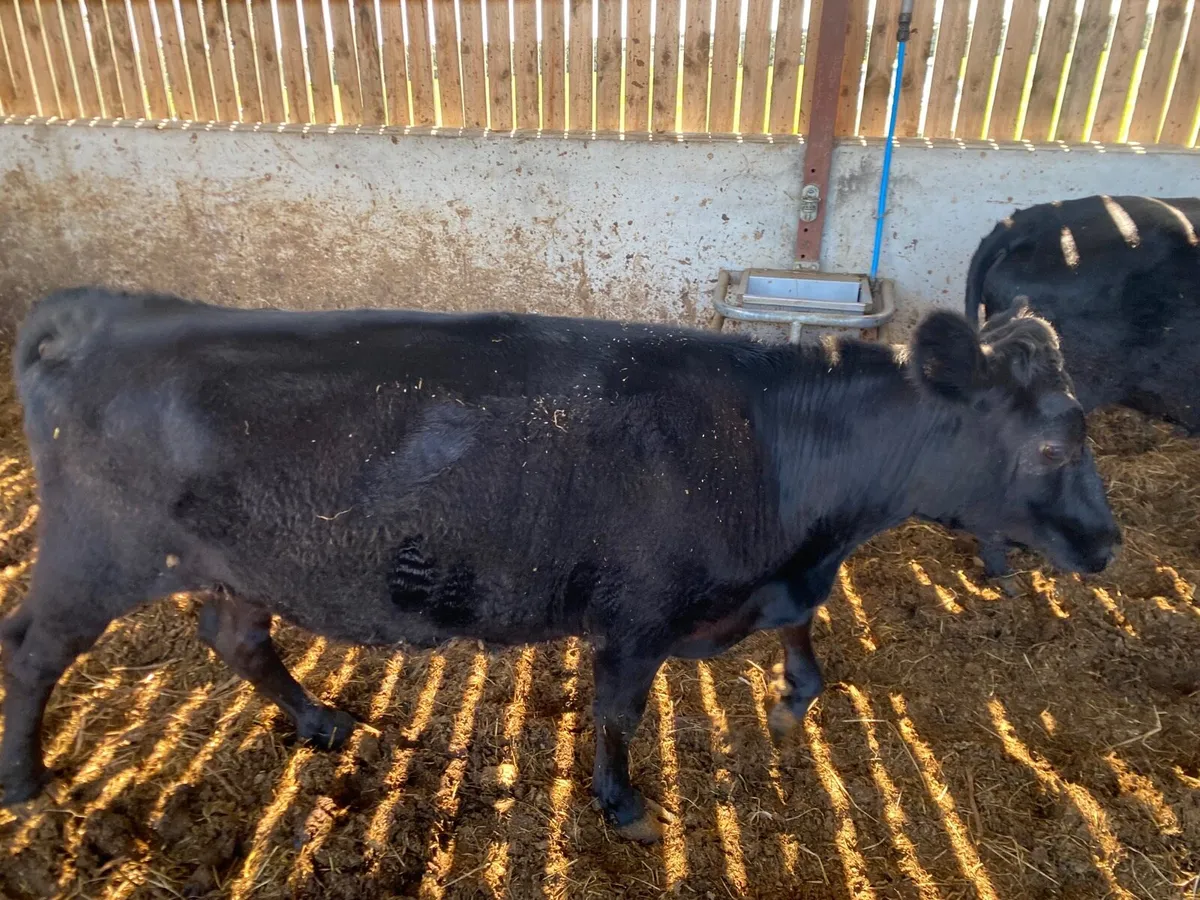 Dexter cows - Image 2