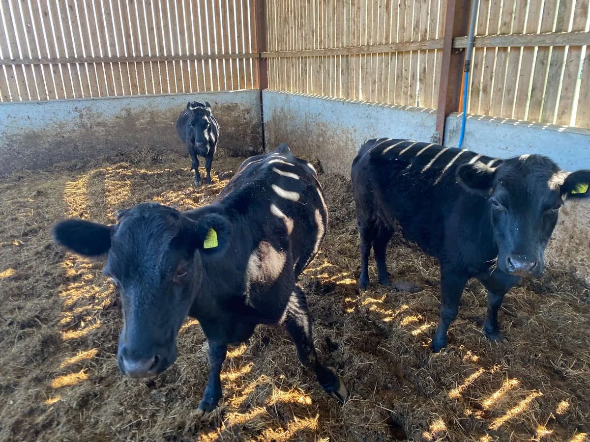Dexter cows - Image 3