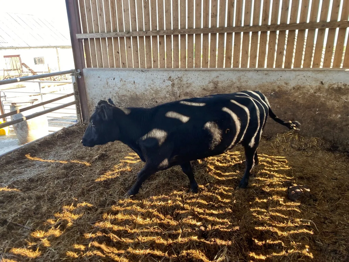 Dexter cows - Image 4