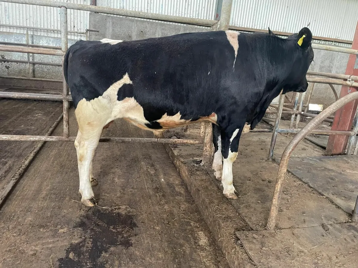 Bull - Image 1