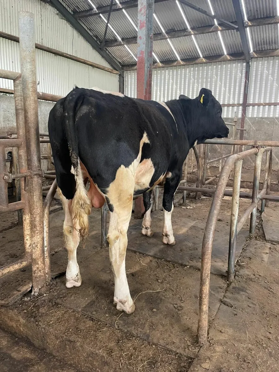 Bull - Image 2
