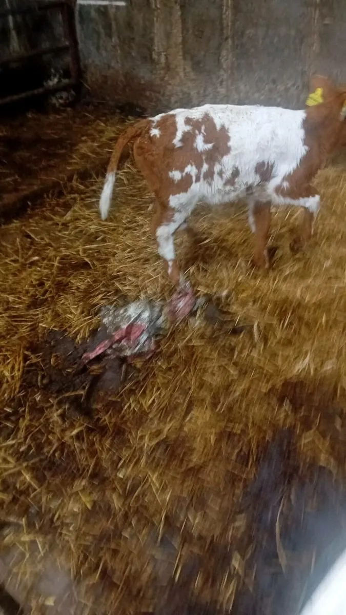 Calf - Image 1
