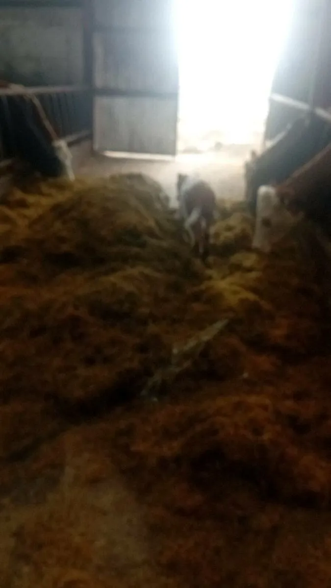 Calf - Image 2