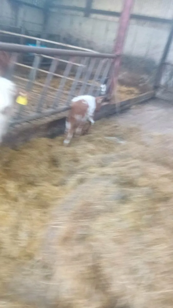 Calf - Image 3
