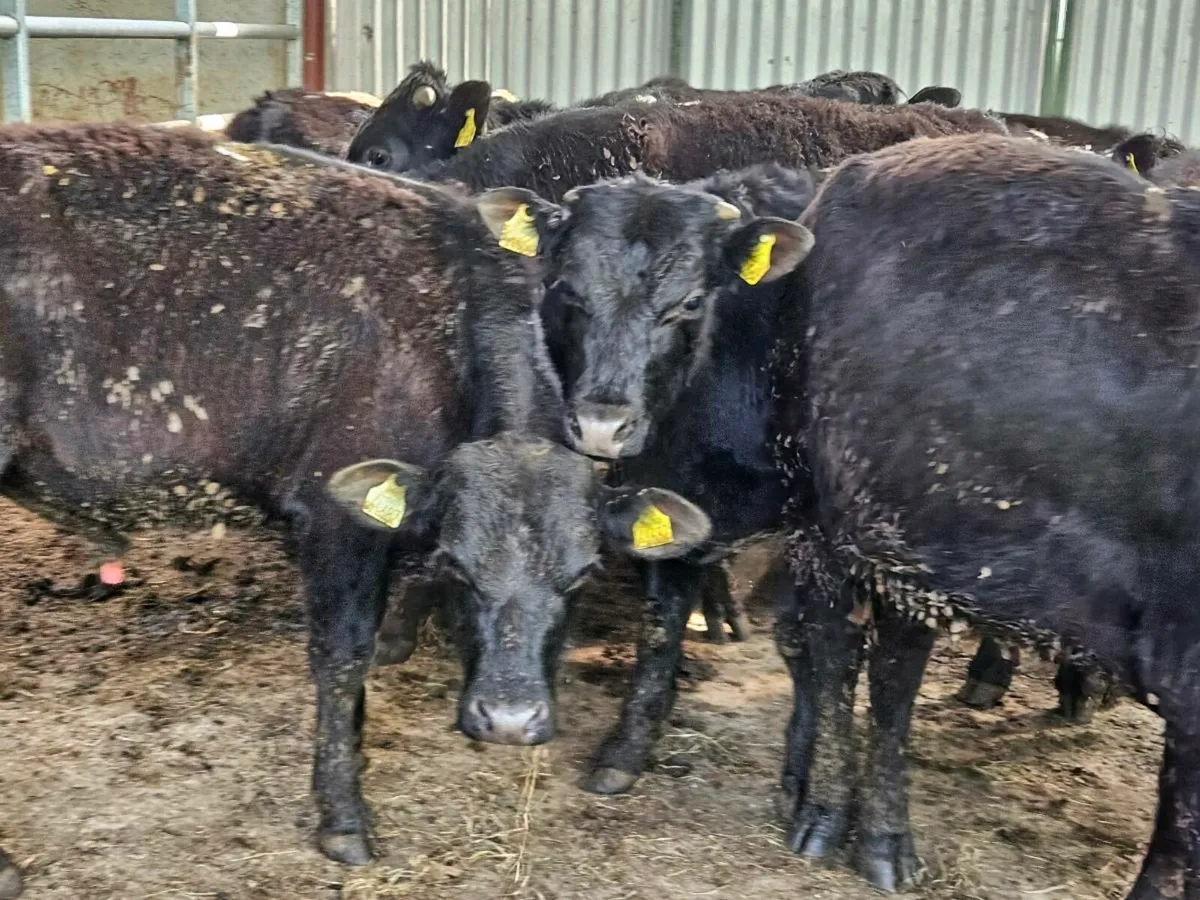 20 Aberdeen Angus 350kg bullocks for sale - Image 1