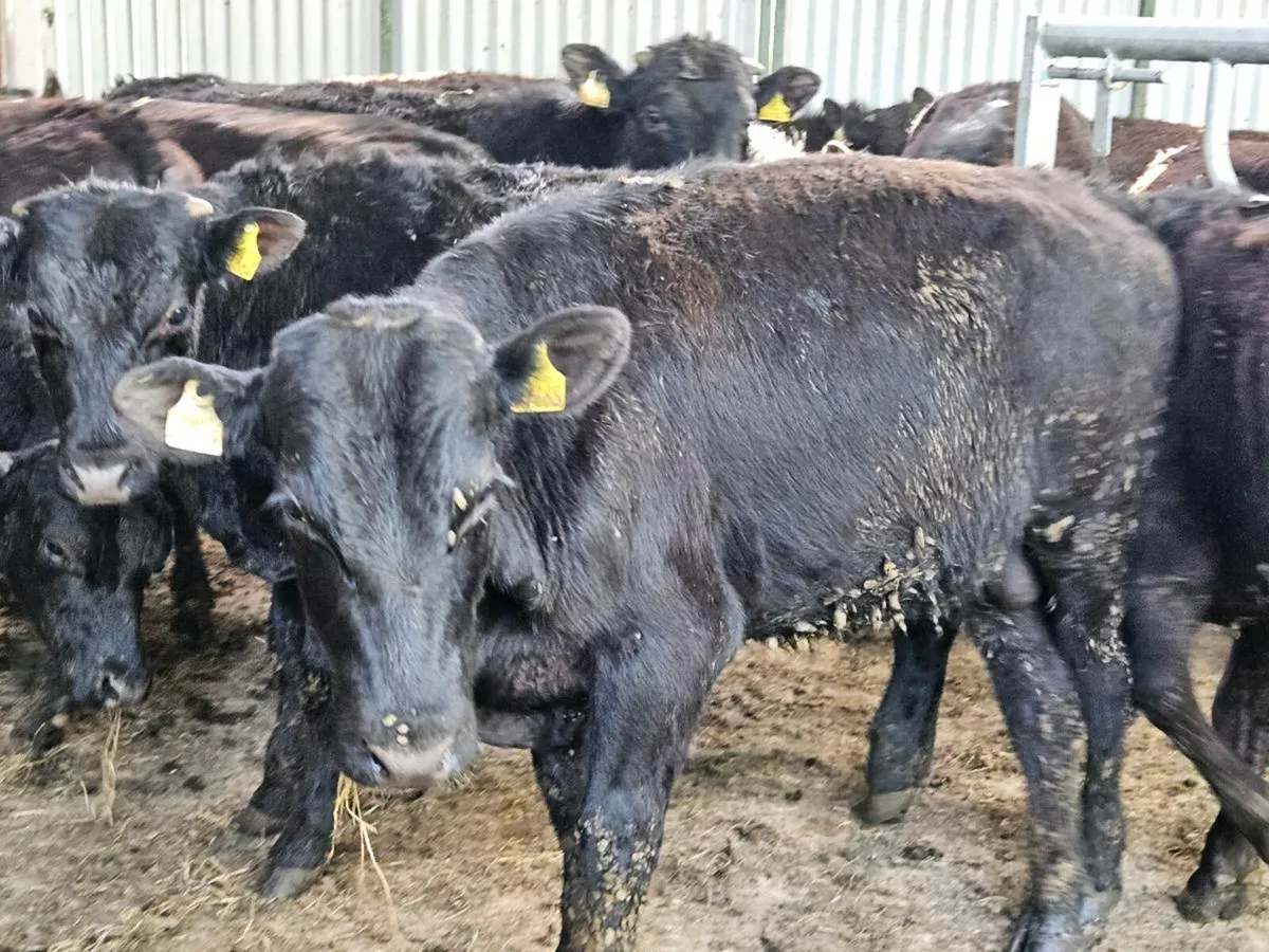 20 Aberdeen Angus 350kg bullocks for sale - Image 2