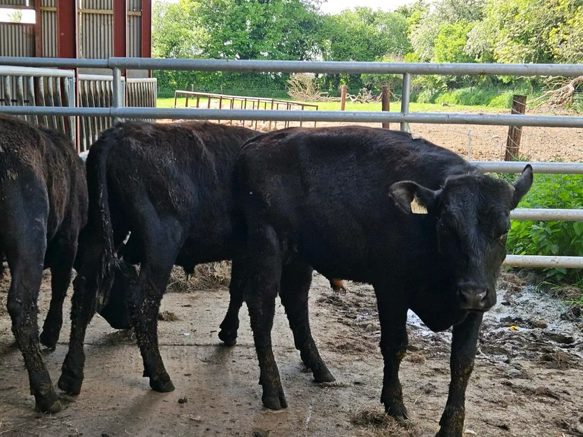 20 Aberdeen Angus 350kg bullocks for sale - Image 3