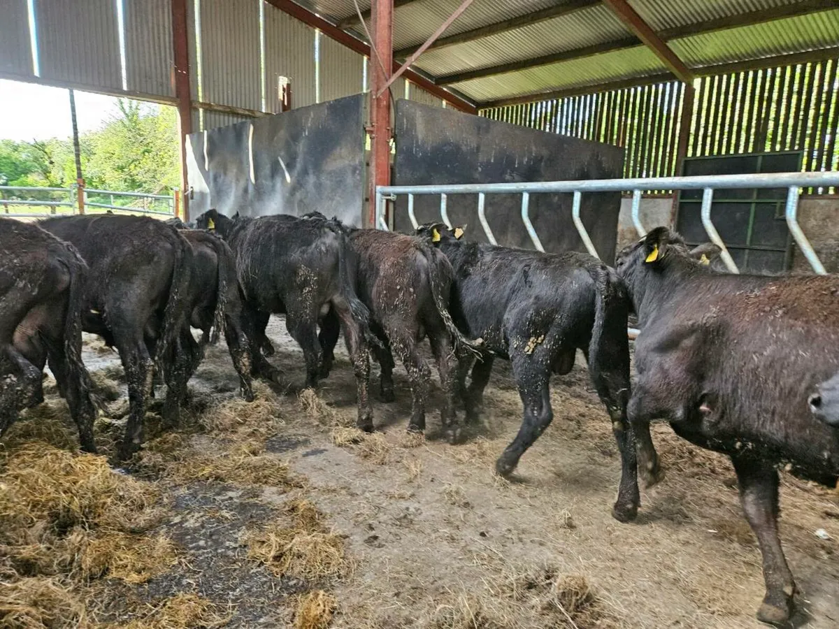 20 Aberdeen Angus 350kg bullocks for sale - Image 4