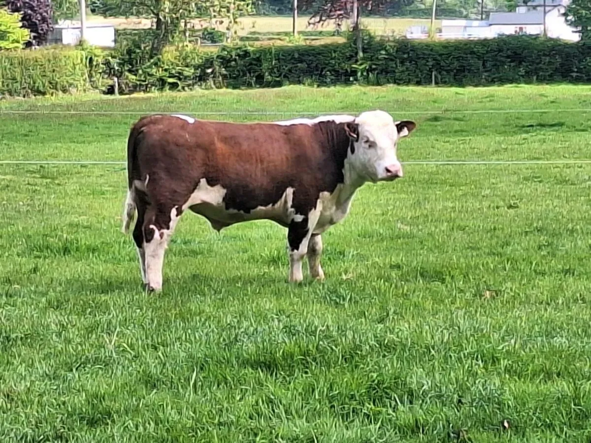 Pbr Hereford bulls - Image 1