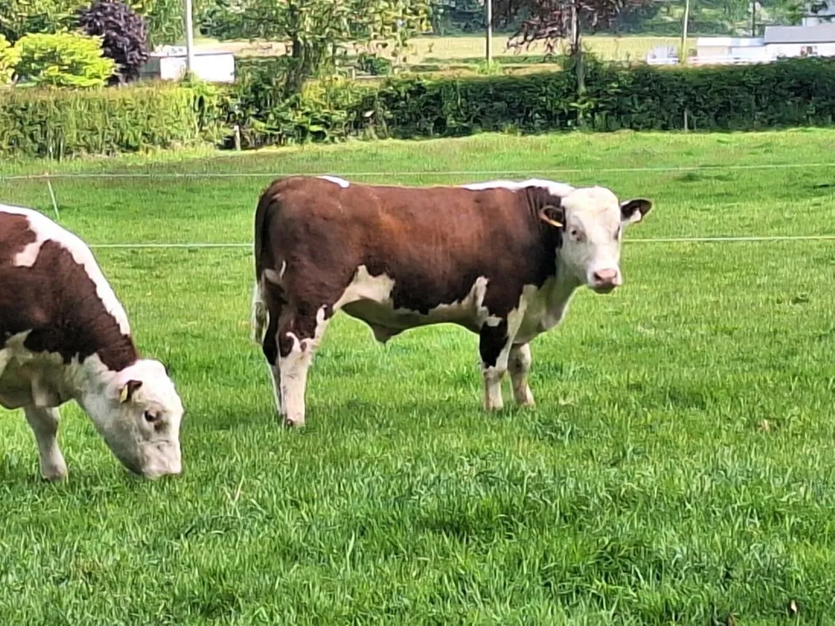 Pbr Hereford bulls - Image 2