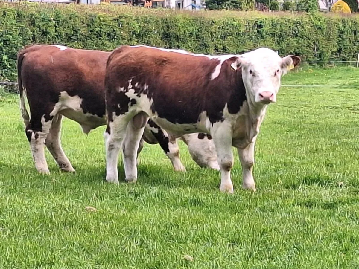 Pbr Hereford bulls - Image 3
