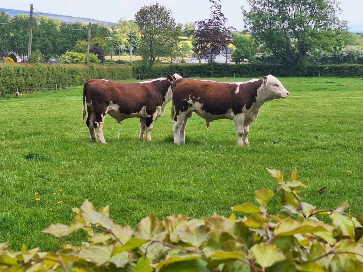 Pbr Hereford bulls - Image 4