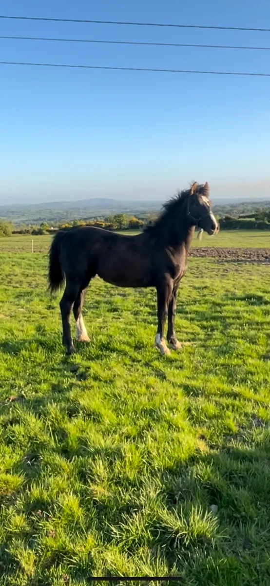 Yearling Colt by Sligo Candy Boy - Image 1