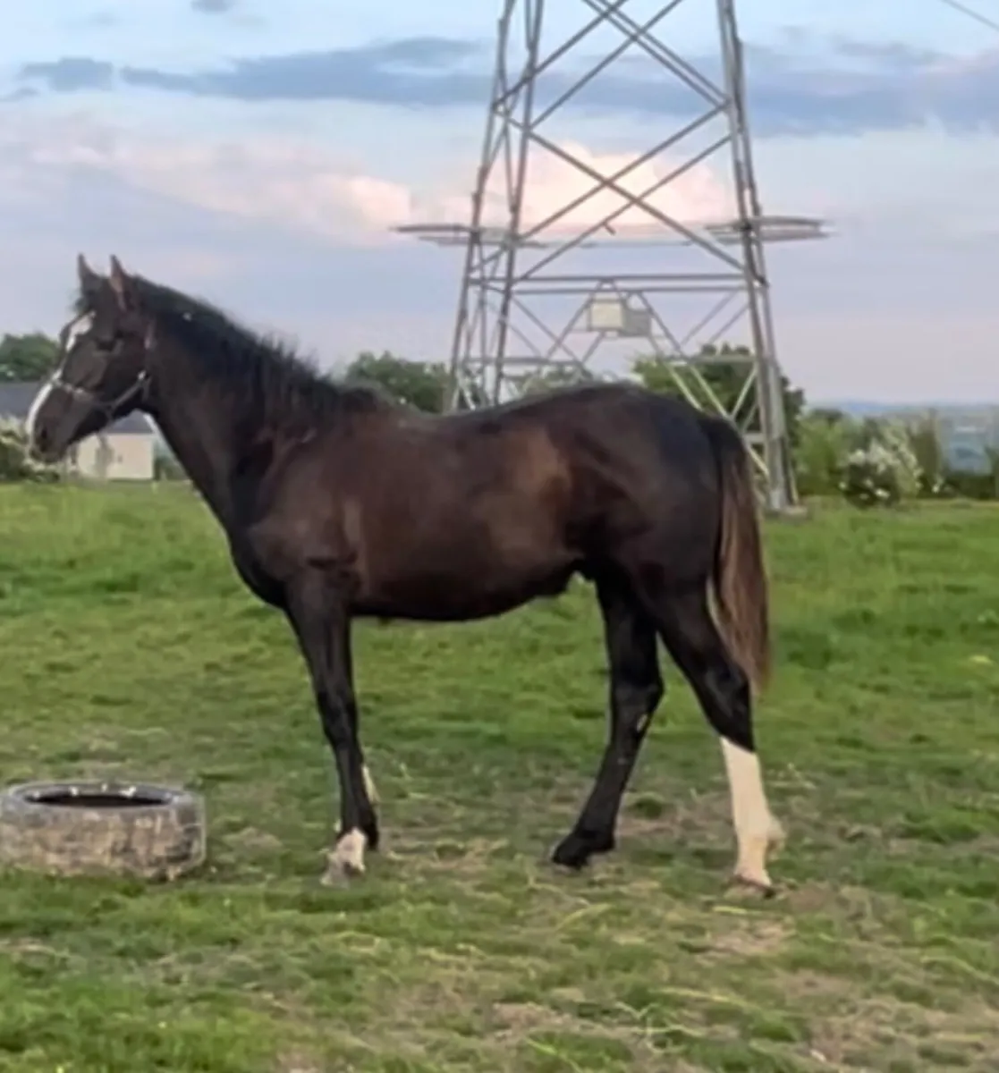 Yearling Colt by Sligo Candy Boy - Image 2