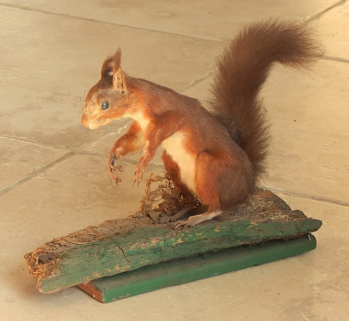 Vintage Taxidermy of Red Squirrel on Wood Stand - Image 1