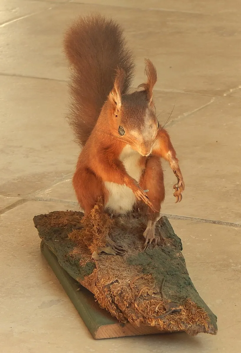 Vintage Taxidermy of Red Squirrel on Wood Stand - Image 2