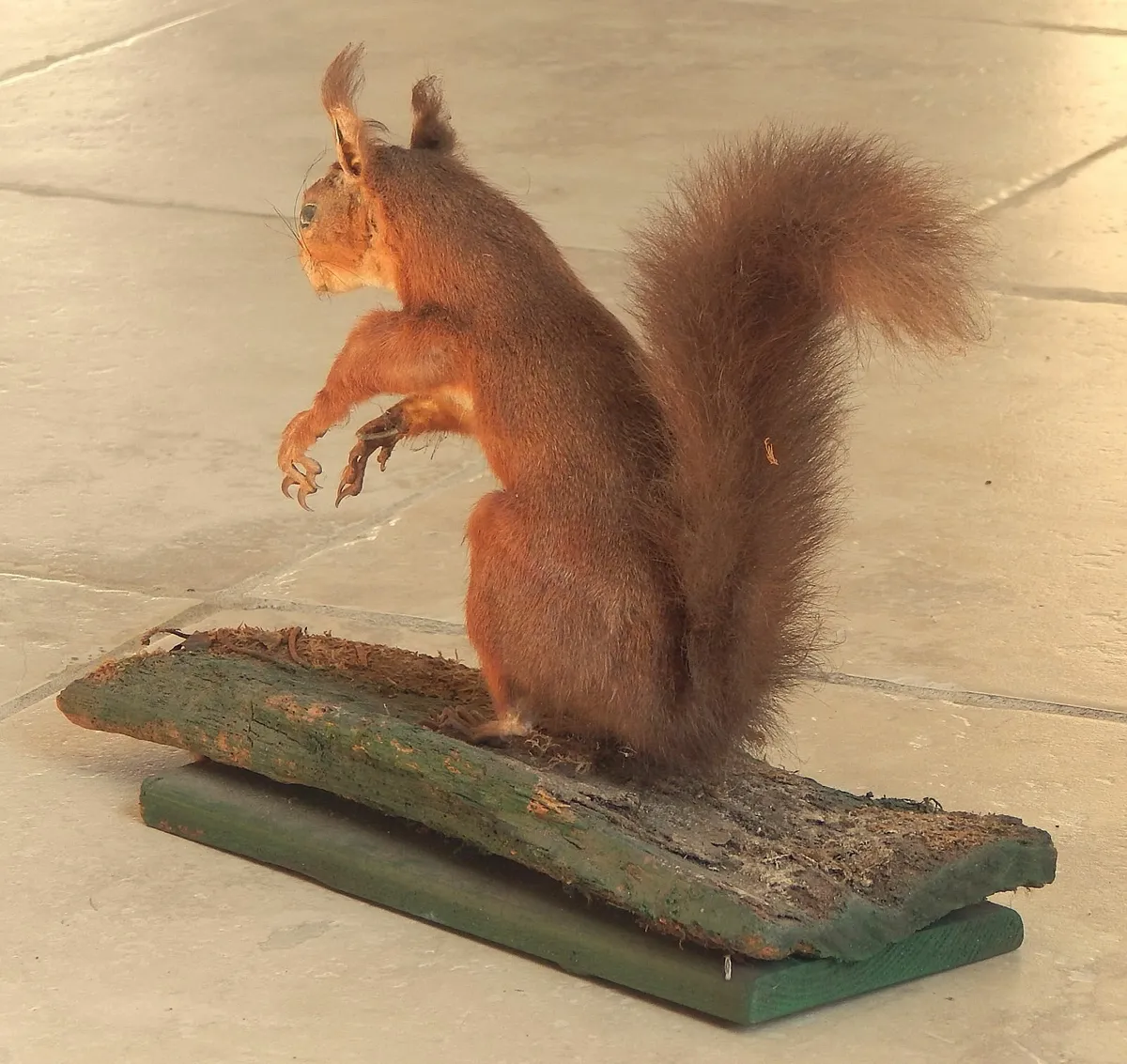 Vintage Taxidermy of Red Squirrel on Wood Stand - Image 3