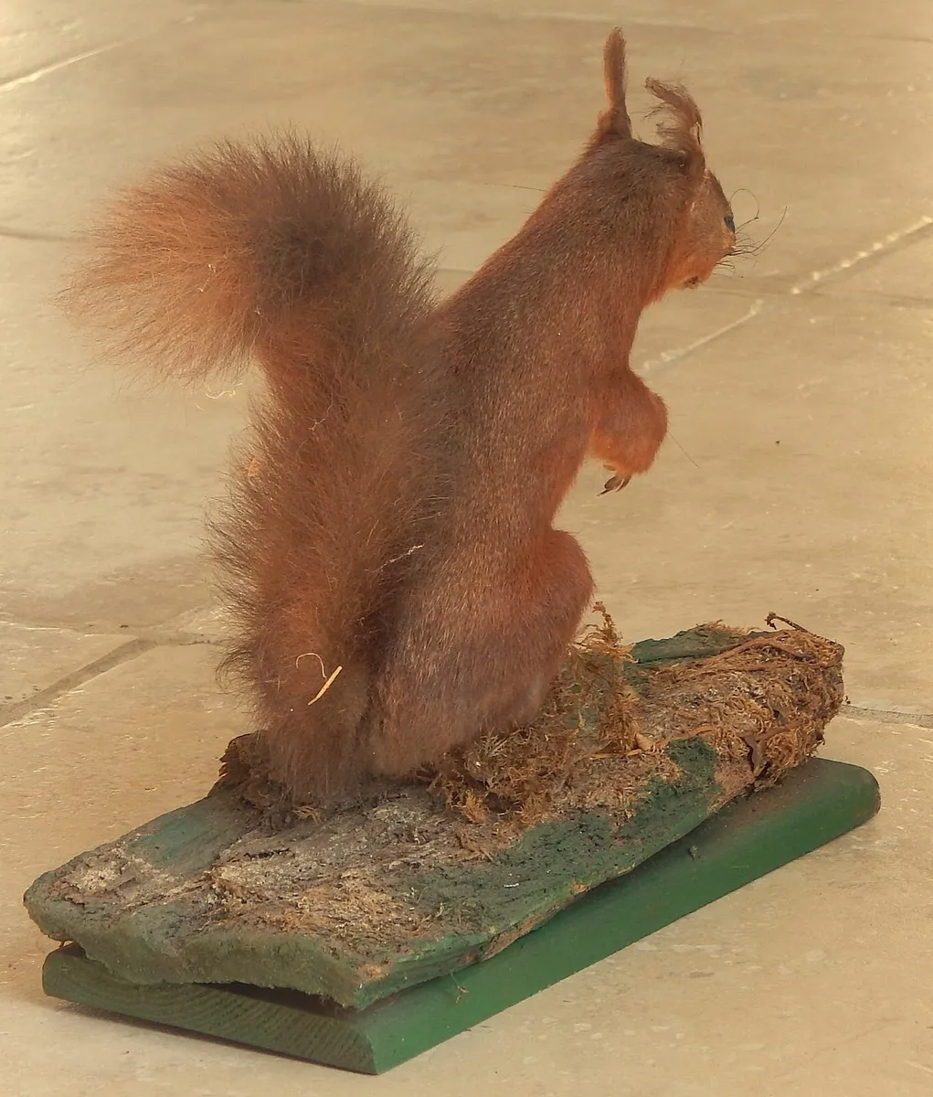 Vintage Taxidermy of Red Squirrel on Wood Stand - Image 4