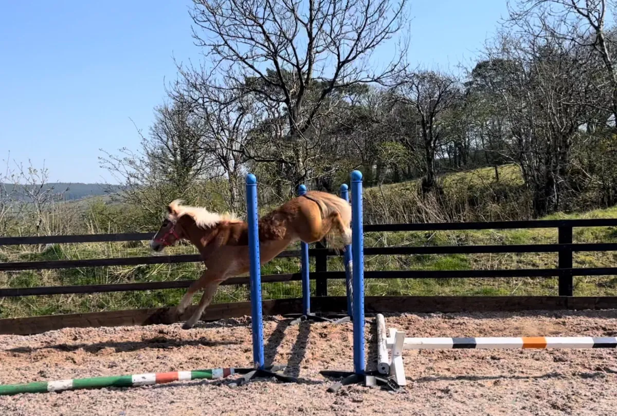 Super potential top 12.2hh pony - Image 3