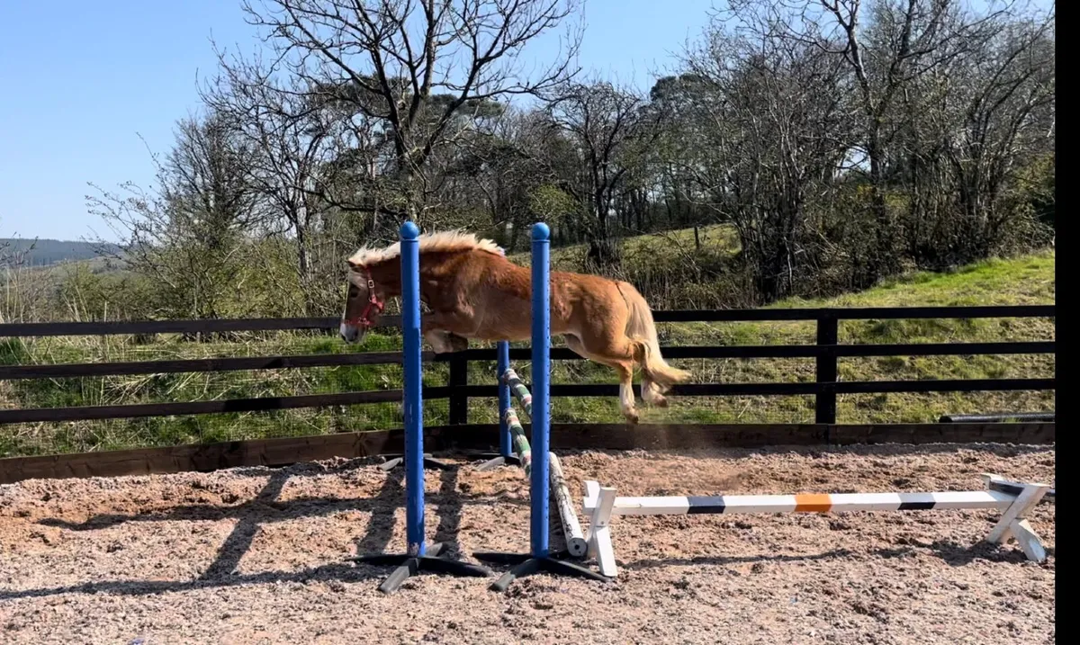 Super potential top 12.2hh pony - Image 1