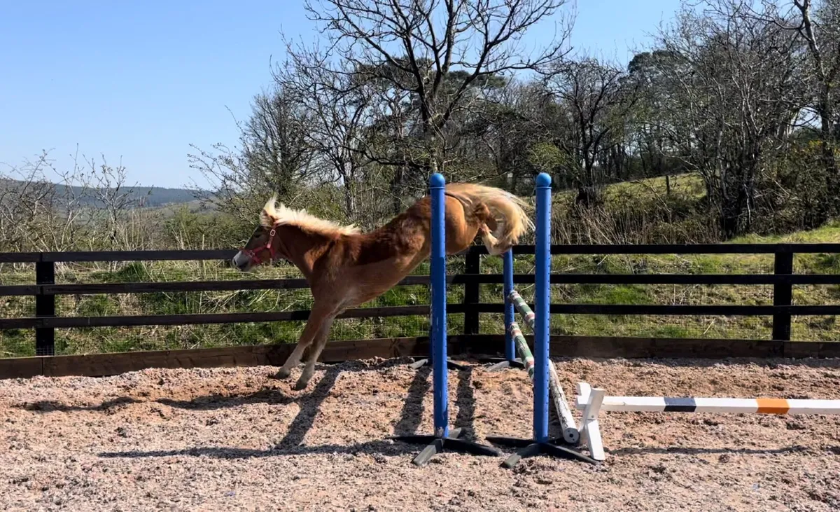 Super potential top 12.2hh pony - Image 4