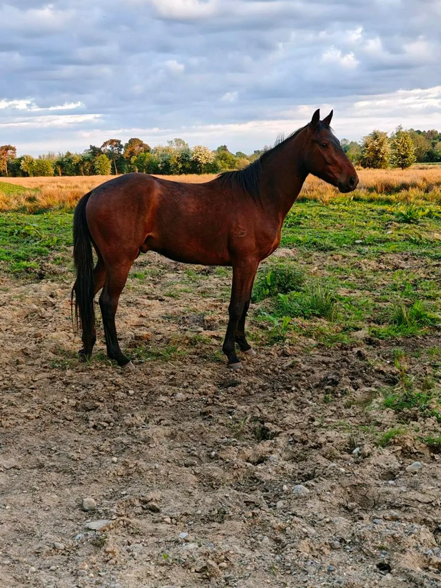 3 year old gelding - Image 1