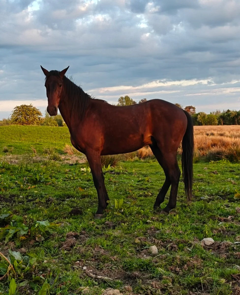 3 year old gelding - Image 2