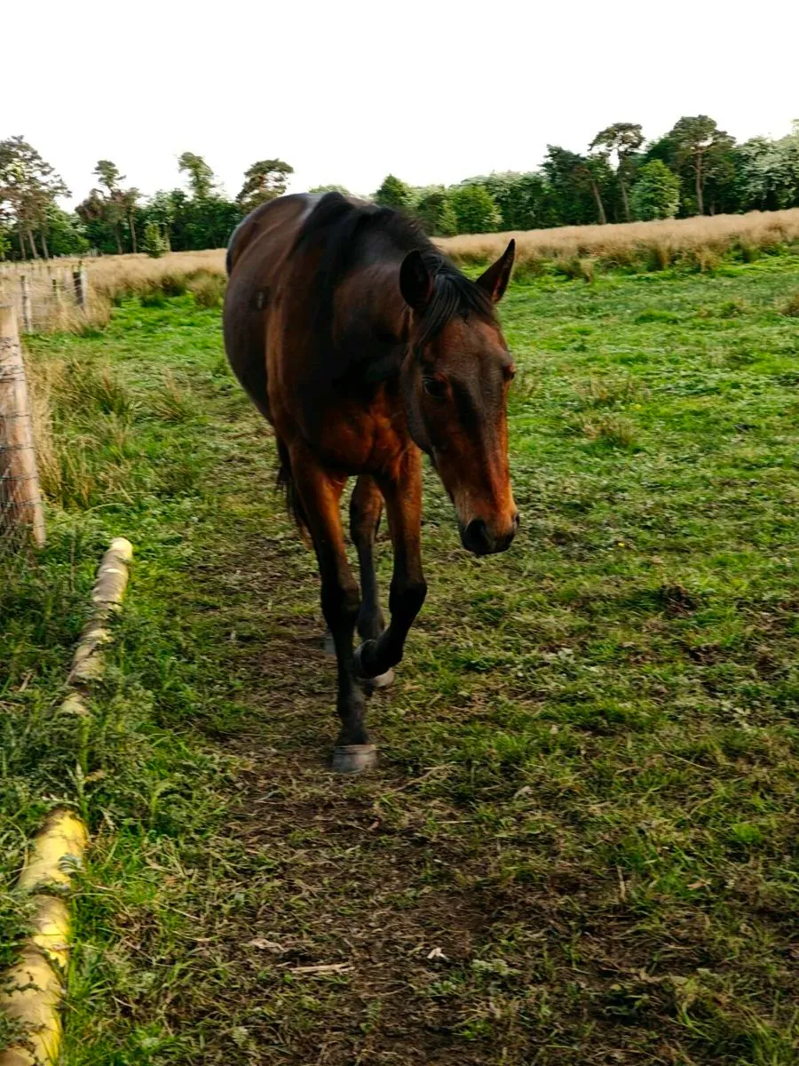 3 year old gelding - Image 3