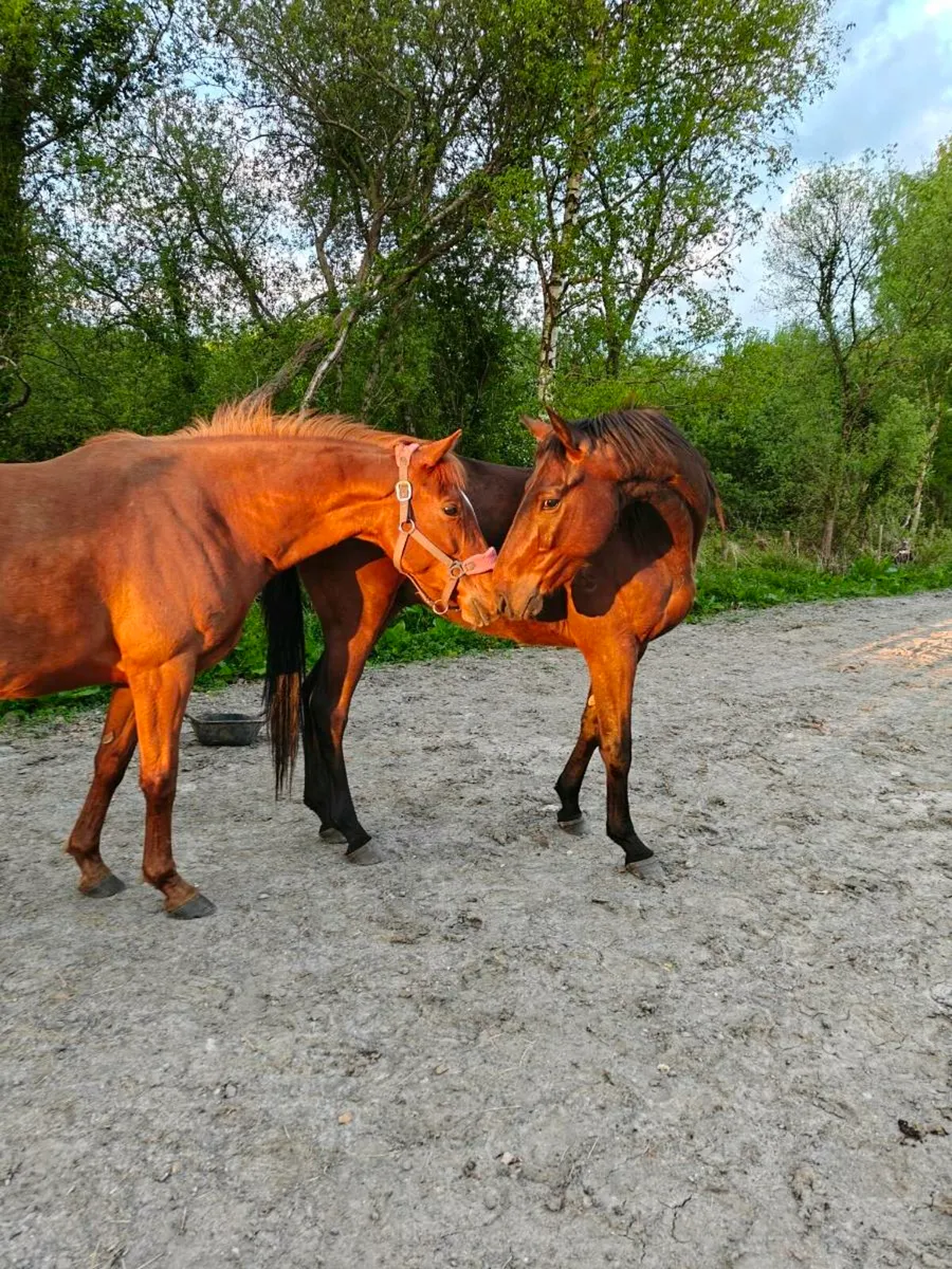 3 year old gelding - Image 4