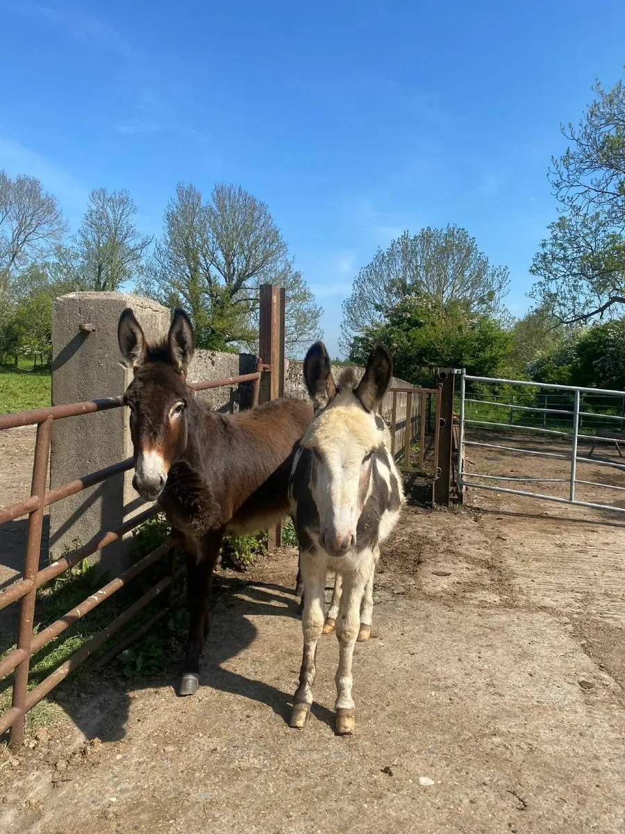Donkeys - Image 2